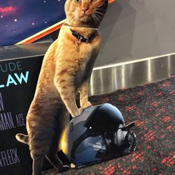 Event Cinemas - Cat