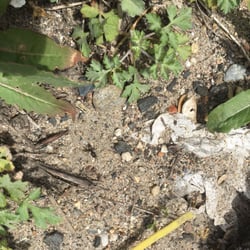 City of Holyoke - Lookit that huge black ant