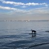 Larchmont Doggie Beach gift card