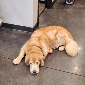 Miller Mobility Products - Frank, a good boi - Mobility Equipment Sales & Services Near Me - Oconomowoc, Wisconsin Miller Mobility Products - Frank, a good boi - Mobility Equipment Sales & Services Near Me - Oconomowoc, Wisconsin