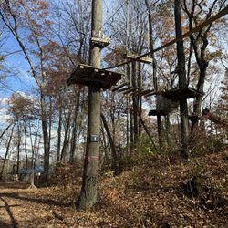 Treescape