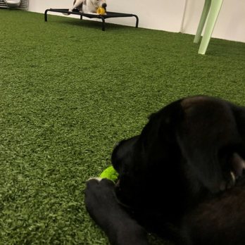 Dog Den - Chewing contest :) - Pet Groomers Near Me - Anaheim, California Dog Den - Chewing contest :) - Pet Groomers Near Me - Anaheim, California
