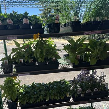 Mike's Truck Garden - For gardeners. Fruit and veggie plants. - Fruits & Veggies Near Me - Fulton, California Mike's Truck Garden - For gardeners. Fruit and veggie plants. - Fruits & Veggies Near Me - Fulton, California