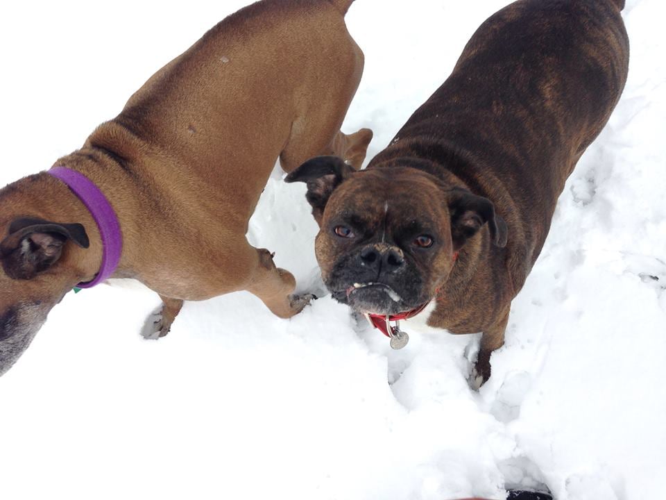 K9 Camp Pet Sitting and Training - pet boarding facility in Knoxville, TN