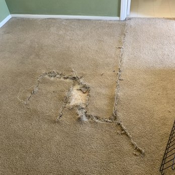 Amazing Carpet Repairs - Before where my 10 month old puppy got too excited - Carpeting Near Me Amazing Carpet Repairs - Before where my 10 month old puppy got too excited - Carpeting Near Me