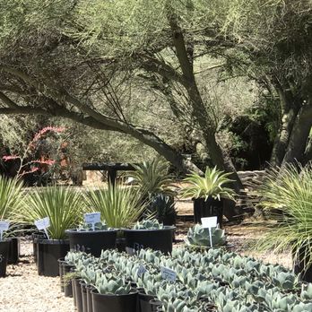 Bach's Cactus Nursery - Nurseries & Gardening Near Me - Tucson, Arizona