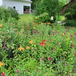 Green Tree Nursery & Landscape - Country garden
