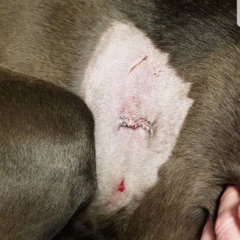Toureen Pet Resort and Spa - Ben's injury about a week after it happened - Pet Sitting Near Me - Watertown, Massachusetts Toureen Pet Resort and Spa - Ben's injury about a week after it happened - Pet Sitting Near Me - Watertown, Massachusetts
