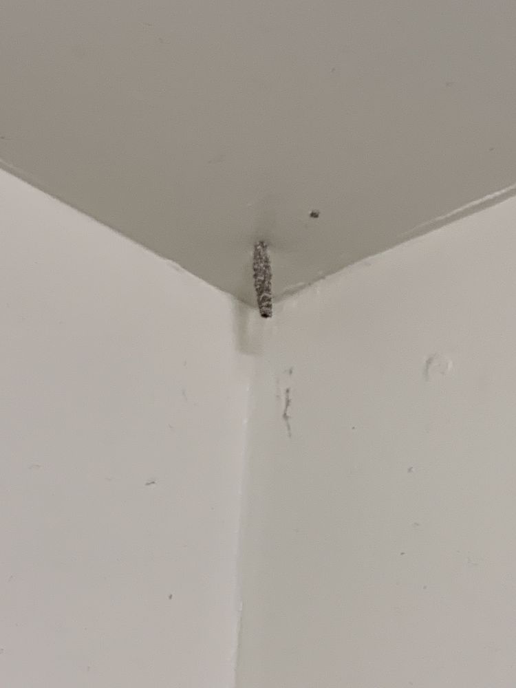 MAXX FORCE PEST CONTROL Updated May 2024 37 Photos Yuma, Arizona