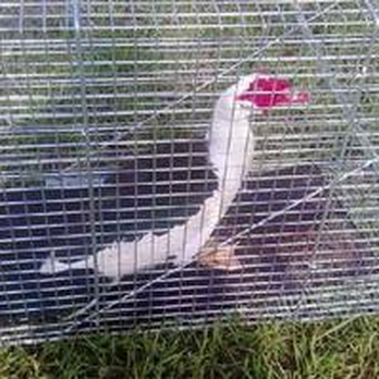 Utah Wildlife Removal - Wildlife Control Near Me Utah Wildlife Removal - Wildlife Control Near Me