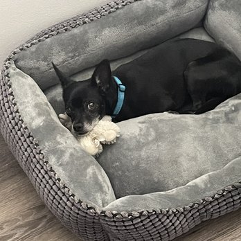 Arizona Small Dog Rescue - Animal Shelters Near Me - Tempe, Arizona