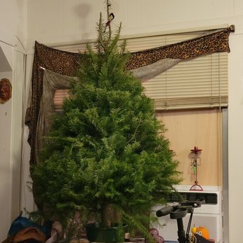 Santa & Mikey's Fresh Christmas Trees - My tree ontop of my blanket chest. Perfect size. - Christmas Trees Near Me - Pasadena, California Santa & Mikey's Fresh Christmas Trees - My tree ontop of my blanket chest. Perfect size. - Christmas Trees Near Me - Pasadena, California