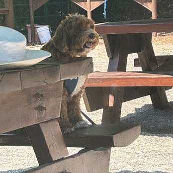 Alice's Restaurant - Dog Friendly - Diners Near Me - Woodside, California