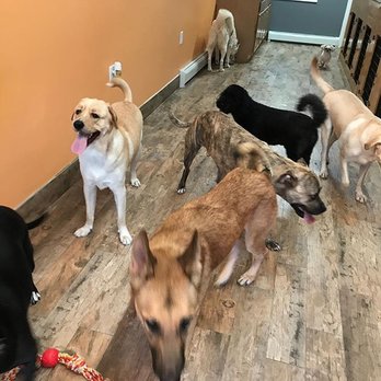 All About Paws - Pet Groomers Near Me - Hillside, New Jersey