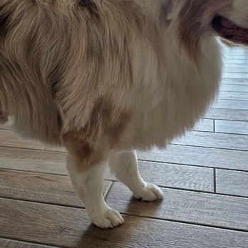 Wags N Whiskers - Pet Groomers Near Me - Sahuarita, Arizona Wags N Whiskers - Pet Groomers Near Me - Sahuarita, Arizona