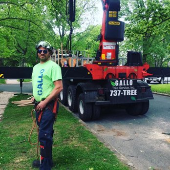 Gallo Tree Service - Tree Services Near Me - Wilmington, Delaware Gallo Tree Service - Tree Services Near Me - Wilmington, Delaware