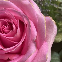 The burnt dead roses from the first arrangement