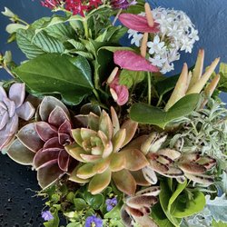 Maui Plant Delivery