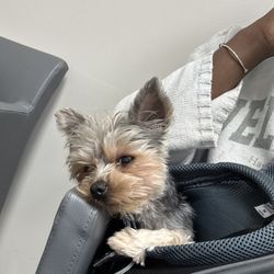Flint River Animal Hospital - She was unwell...