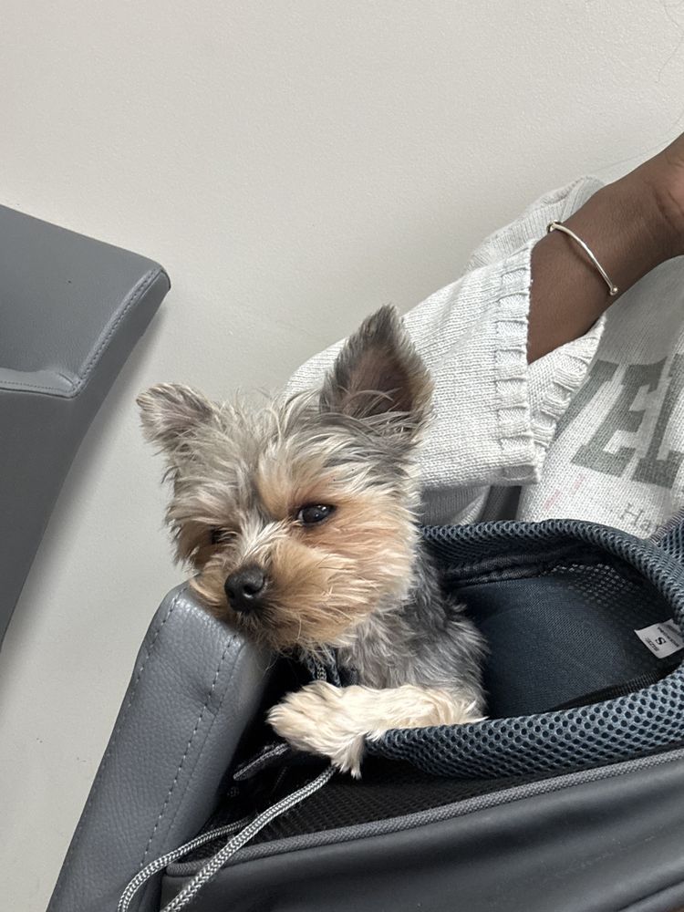 Flint River Animal Hospital - pet boarding facility in Huntsville, AL
