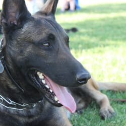 Dog Training Elite Utah County - Client's Dog- Sam