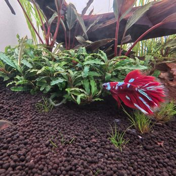 Justfishything - Betta - Local Fish Stores Near Me - Huntington Beach, California