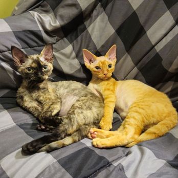 HQ Lovely Cattery - Luna (black) and Ginger (orange) Devon Rex kittens. - Pet Breeders Near Me HQ Lovely Cattery - Luna (black) and Ginger (orange) Devon Rex kittens. - Pet Breeders Near Me
