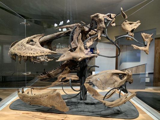 Royal Tyrrell Museum by null