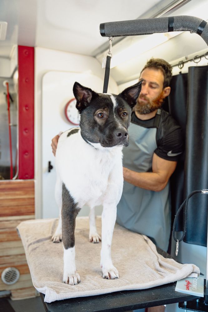 THE WIZARD OF PAWS Updated July 2024 22 Photos El Cajon