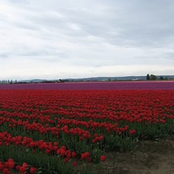 Tulip Country Bike Tours