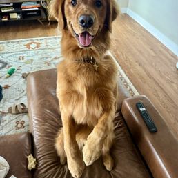 Perfect paws! Perfect paws!
