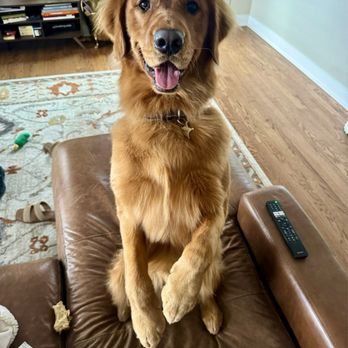Petco - Perfect paws! - Pet Training Near Me - Castle Rock, Colorado Petco - Perfect paws! - Pet Training Near Me - Castle Rock, Colorado
