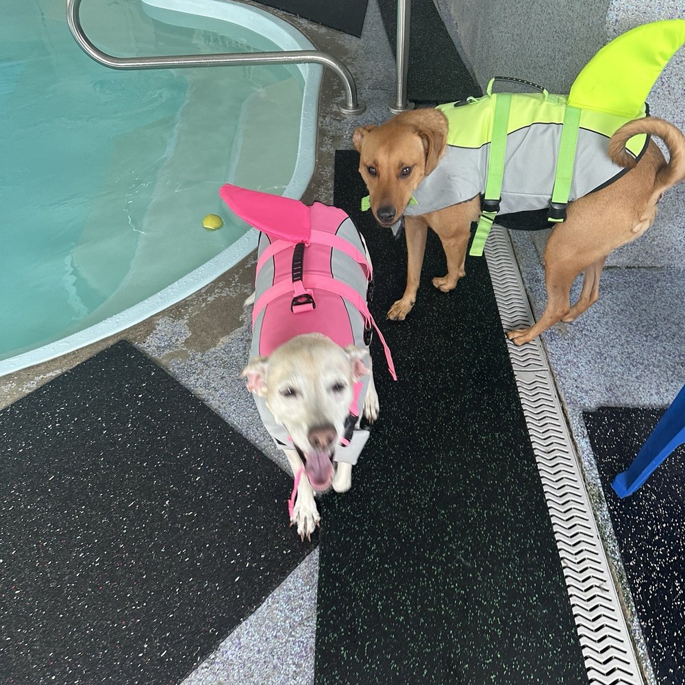 Bubble Puppy Swim & Playhouse - Thank you Bubble Puppy for always being AMAZING humans . - Swimming Pools Near Me - Trenton, Michigan