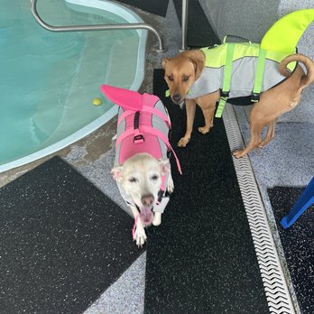 Bubble Puppy Swim & Playhouse - Thank you Bubble Puppy for always being AMAZING humans . - Swimming Pools Near Me - Trenton, Michigan Bubble Puppy Swim & Playhouse - Thank you Bubble Puppy for always being AMAZING humans . - Swimming Pools Near Me - Trenton, Michigan