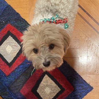 Raise the Woof - Alistair, my Havanese and Love! - Pet Training Near Me Raise the Woof - Alistair, my Havanese and Love! - Pet Training Near Me