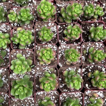 Green Touch Nursery - Nurseries & Gardening Near Me - Bellflower, California Green Touch Nursery - Nurseries & Gardening Near Me - Bellflower, California