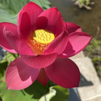 Lauritzen Gardens - Lily flower gorgeous - Venues & Event Spaces Near Me - Omaha, Nebraska Lauritzen Gardens - Lily flower gorgeous - Venues & Event Spaces Near Me - Omaha, Nebraska