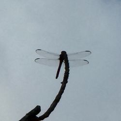 Roseate Skimmer