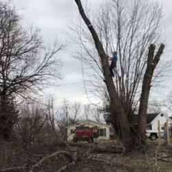 Morton's Tree Care - Habitat for Humanity