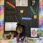 All Star Animal Grooming
