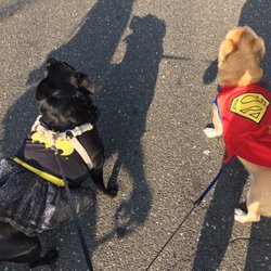 Port Jefferson Harvest Festival 2016