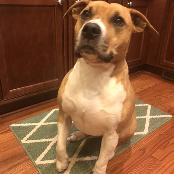 Dog City Bakery - Pet Stores Near Me - Marietta, Georgia