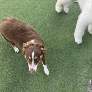 BoneVoyage Pet Resort - Pet Sitting Near Me - Galveston, Texas BoneVoyage Pet Resort - Pet Sitting Near Me - Galveston, Texas