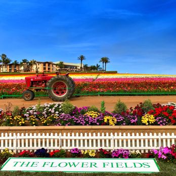 The Flower Fields - Venues & Event Spaces Near Me - Carlsbad, California