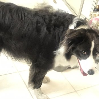 Kentmere Veterinary Hospital - Border Collies love visiting! - Veterinarians Near Me - Wilmington, Delaware