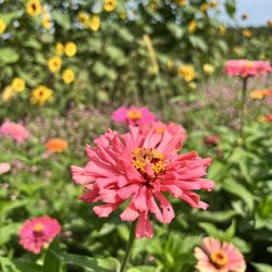 Glory Fields Hometown Nursery - Flowers