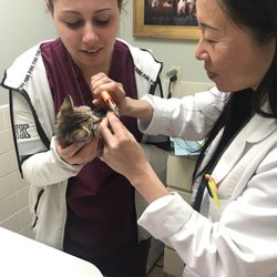 Veterinarians In West Babylon Yelp