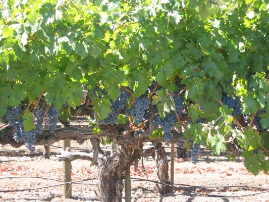 Dutcher Crossing Winery by null
