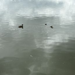 Momma duck and her ducklings