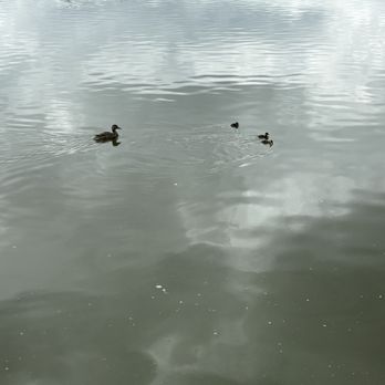 Fort Collins City Park - Momma duck and her ducklings - Parks Near Me - Fort Collins, Colorado